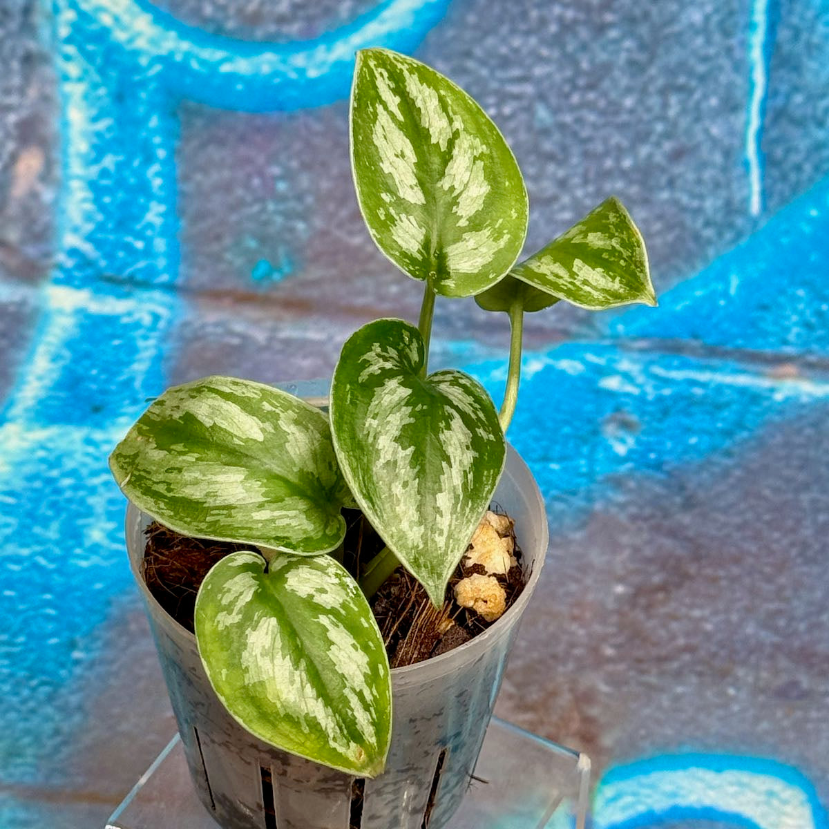 Scindapsus 'Silver Swan' - #SCSW000021