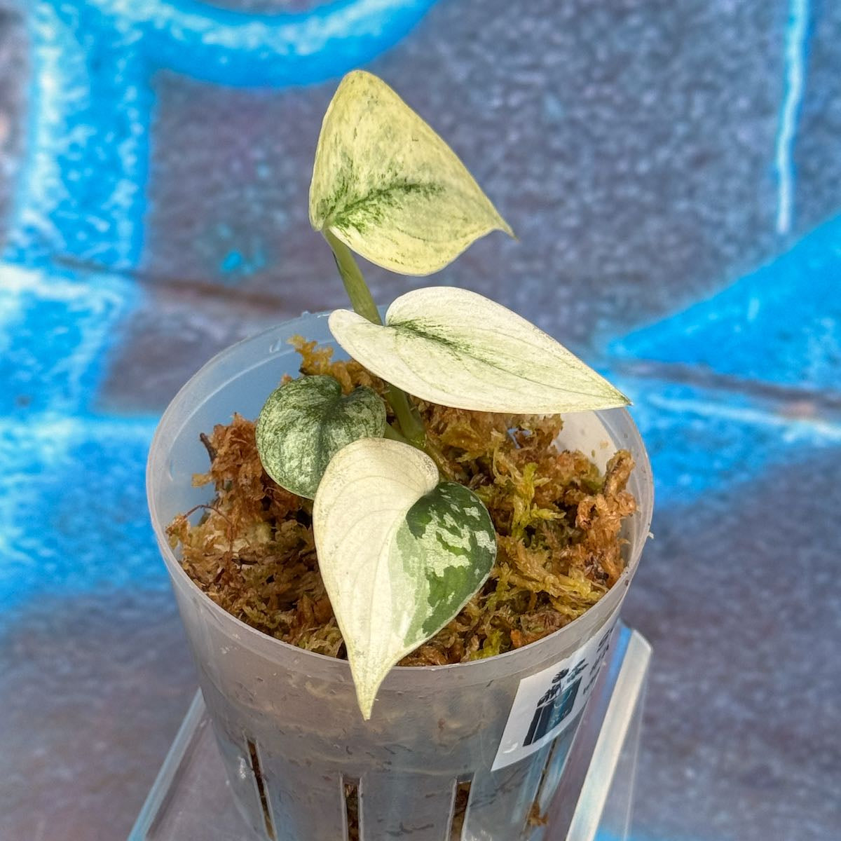 Scindapsus pictus 'Mayari' - SCMA000054 – YourPlantShop.com