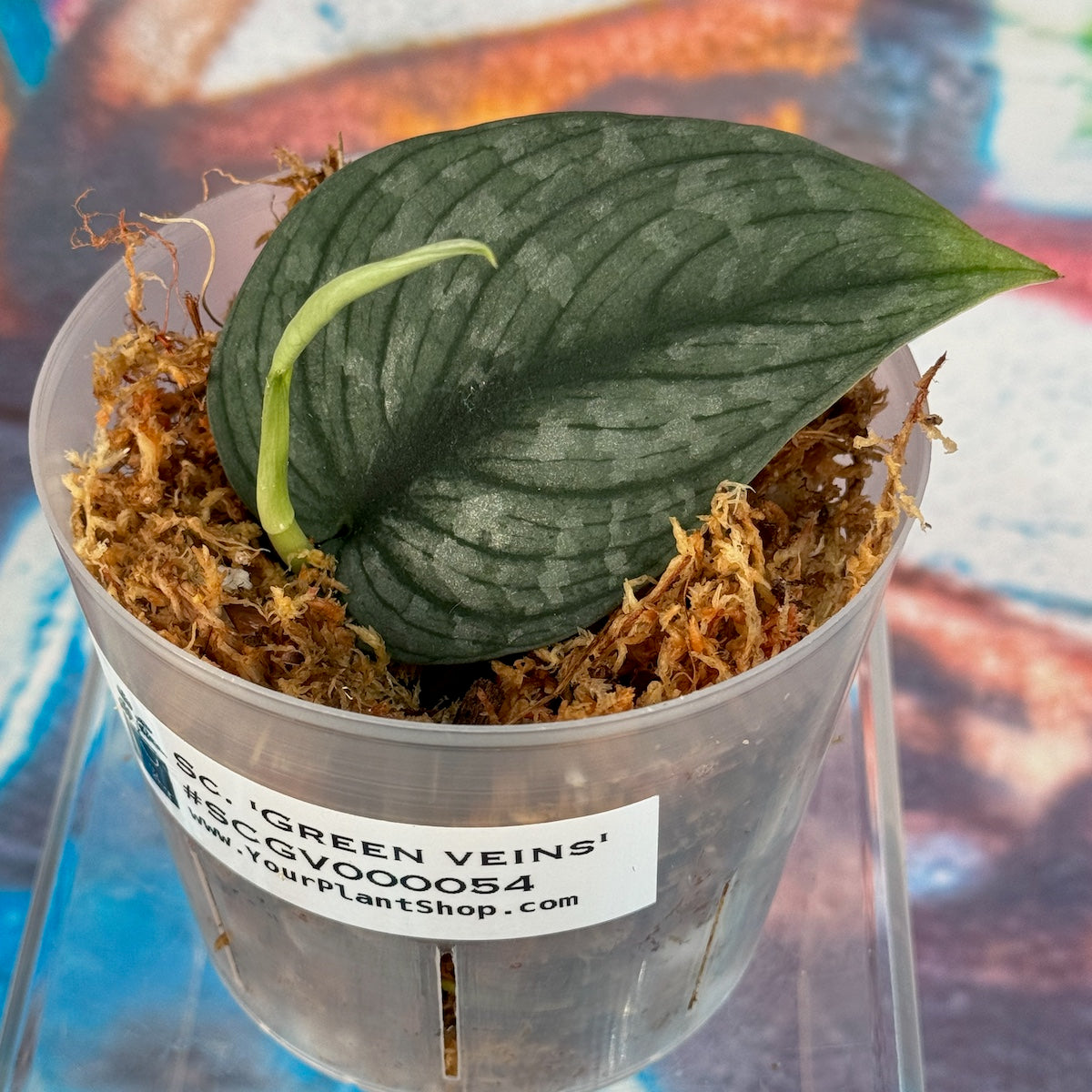 Scindapsus pictus  'Green Veins' - #SCGV000054