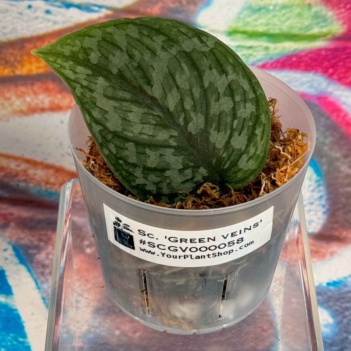 Scindapsus pictus  'Green Veins' - #SCGV000058