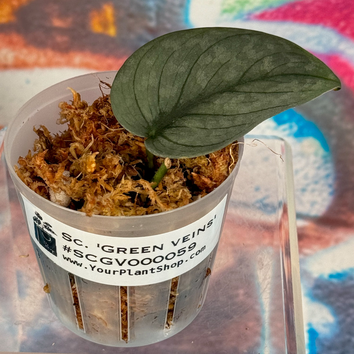 Scindapsus pictus  'Green Veins' - #SCGV000059