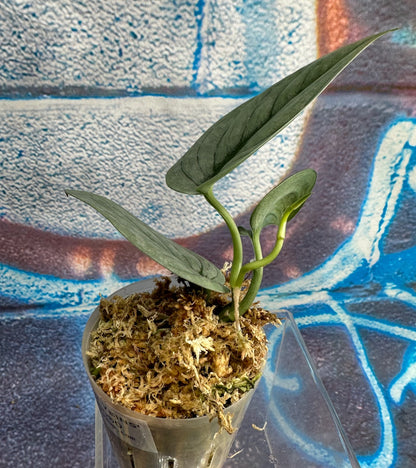 Scindapsus pictus  'Green Veins' - #SCGV000050