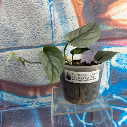 Scindapsus pictus  'Green Veins' - #SCGV000052