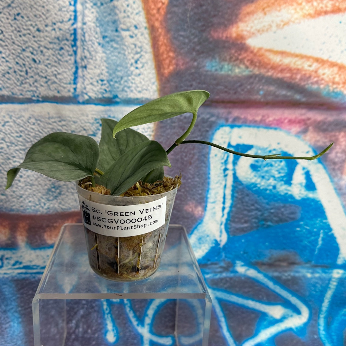 Scindapsus pictus  'Green Veins' - #SCGV000045