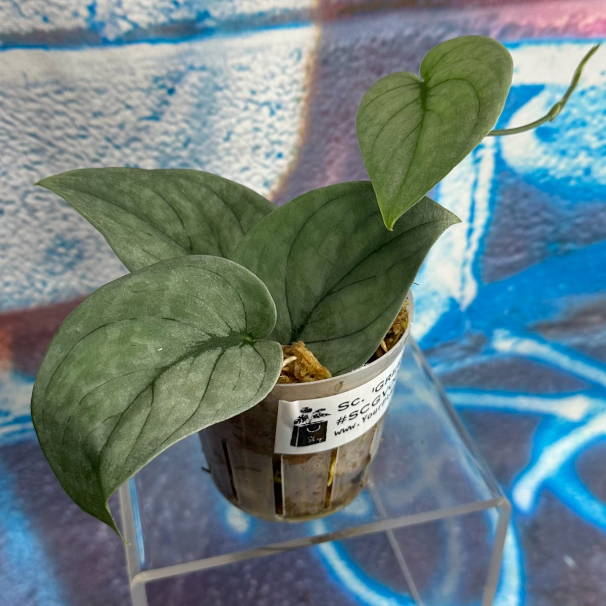 Scindapsus pictus  'Green Veins' - #SCGV000045
