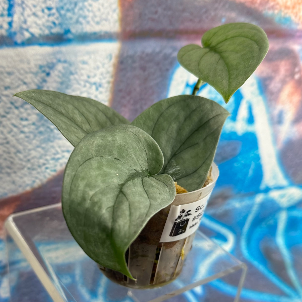 Scindapsus pictus  'Green Veins' - #SCGV000045