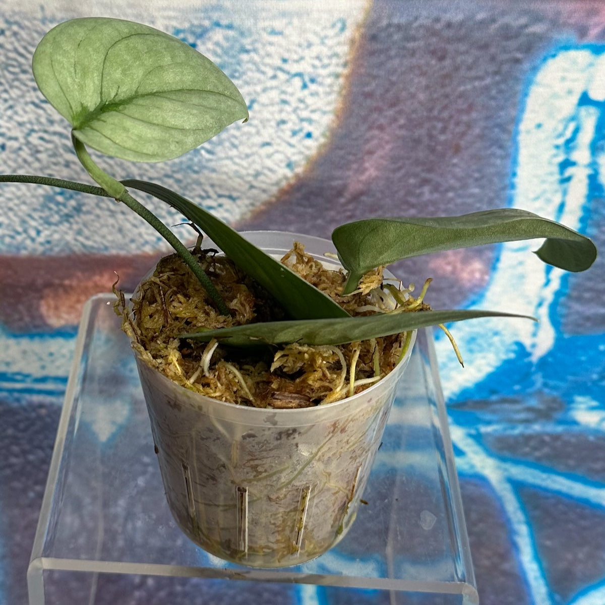 Scindapsus pictus  'Green Veins' - #SCGV000045