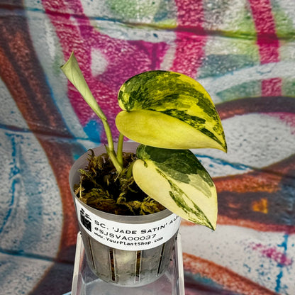 Scindapsus 'Jade Satin' Aurea Variegated - SJSVA00037