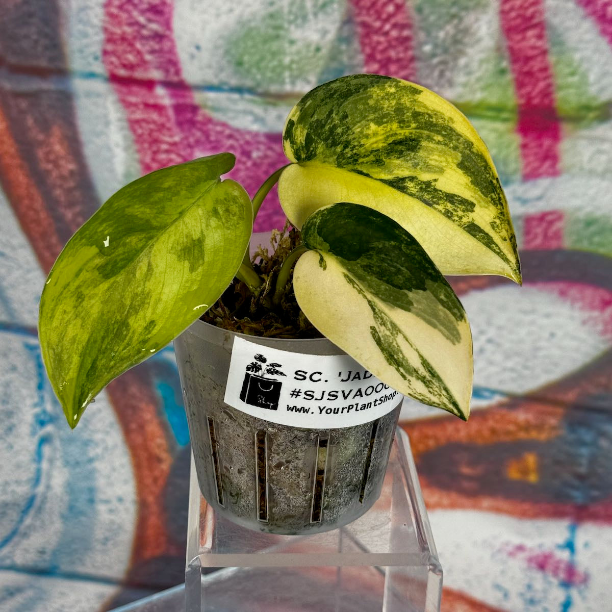 Scindapsus 'Jade Satin' Aurea Variegated - SJSVA00037