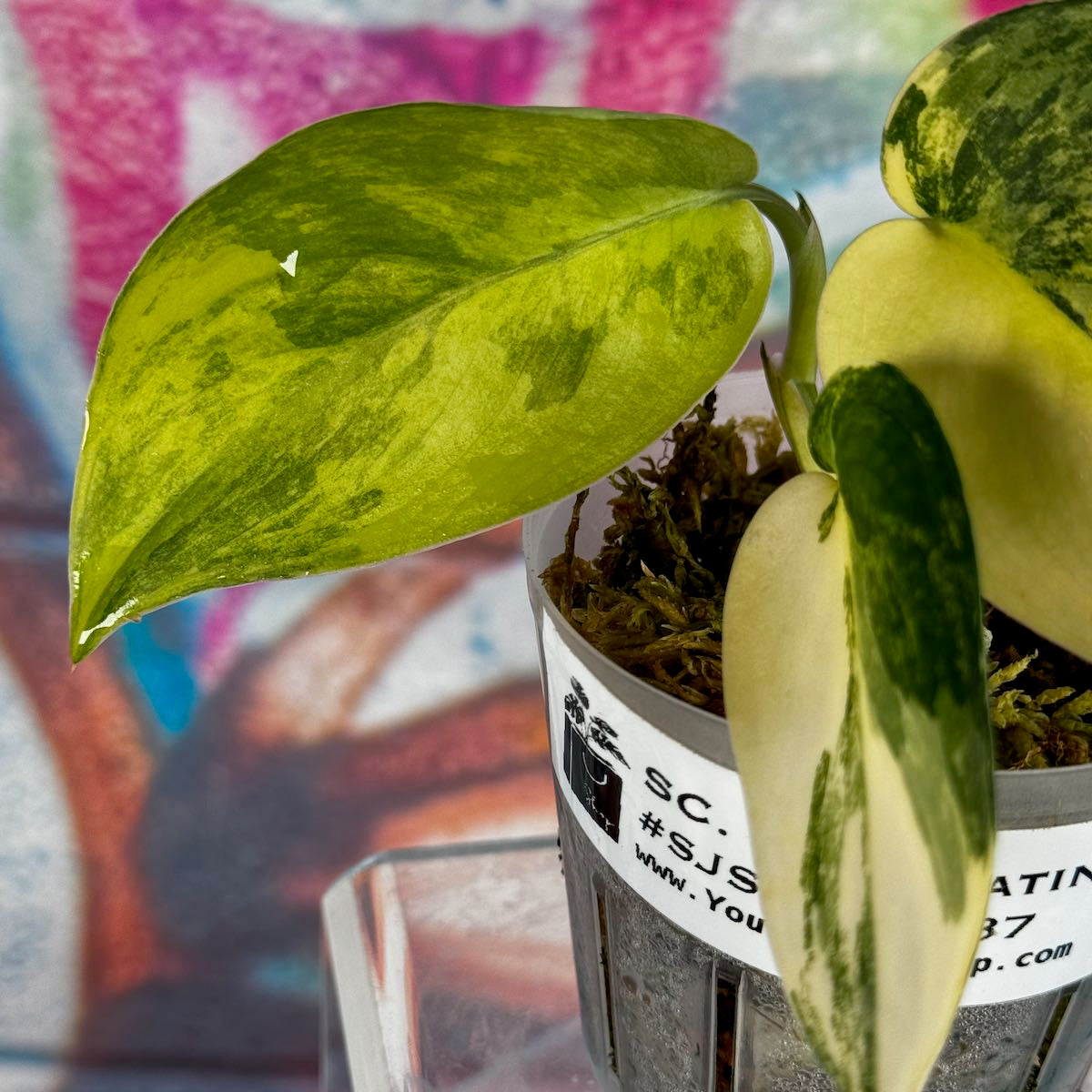 Scindapsus 'Jade Satin' Aurea Variegated - SJSVA00037