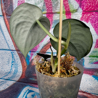 Scindapsus 'Dark Dragon' - #SCDD000013