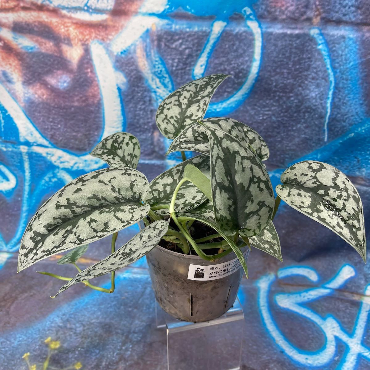 Scindapsus pictus 'Silver Lady' - SCSL000058