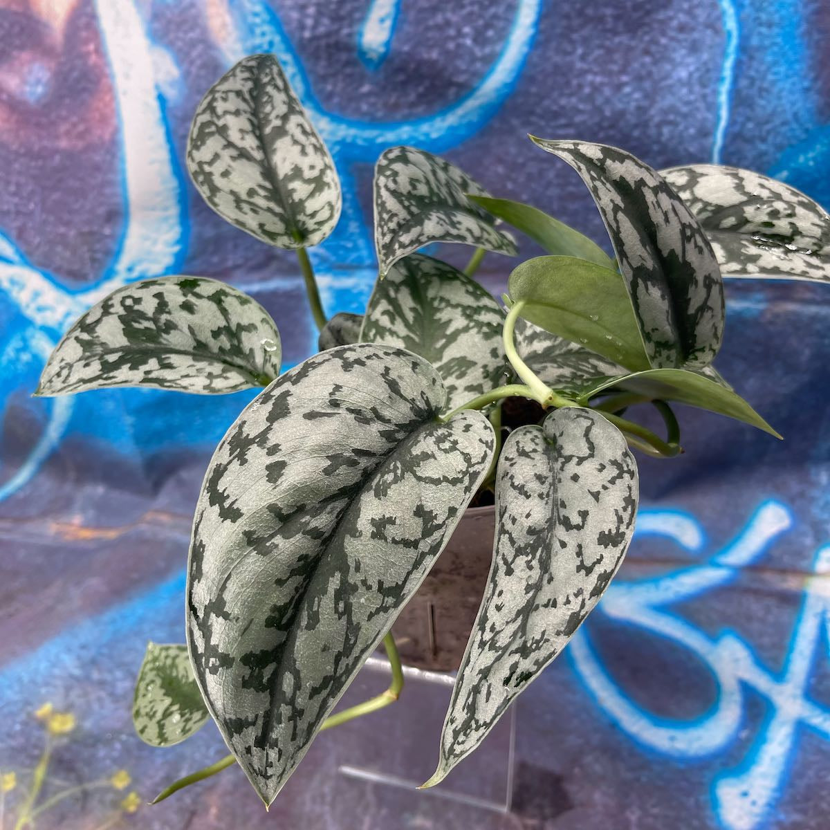 Scindapsus pictus 'Silver Lady' - SCSL000058
