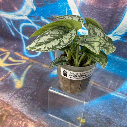 Scindapsus pictus 'Silver Lady' - SCSL000056