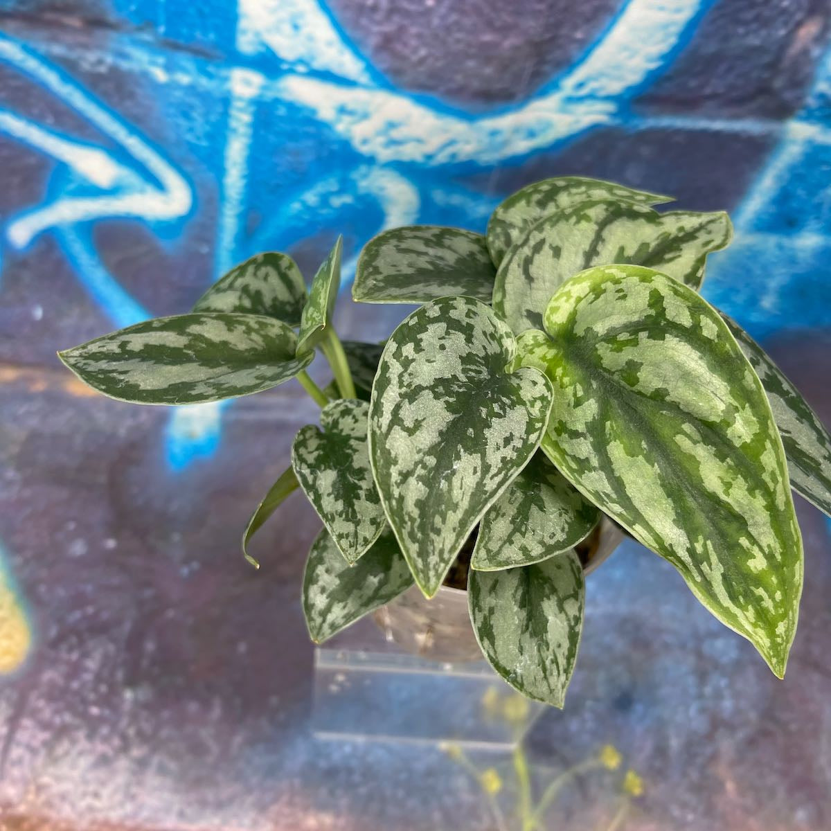 Scindapsus pictus 'Silver Lady' - SCSL000056