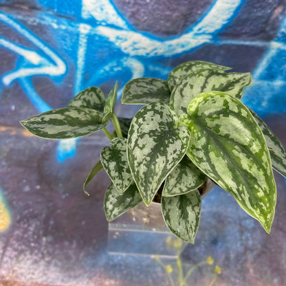 Scindapsus pictus 'Silver Lady' - SCSL000056