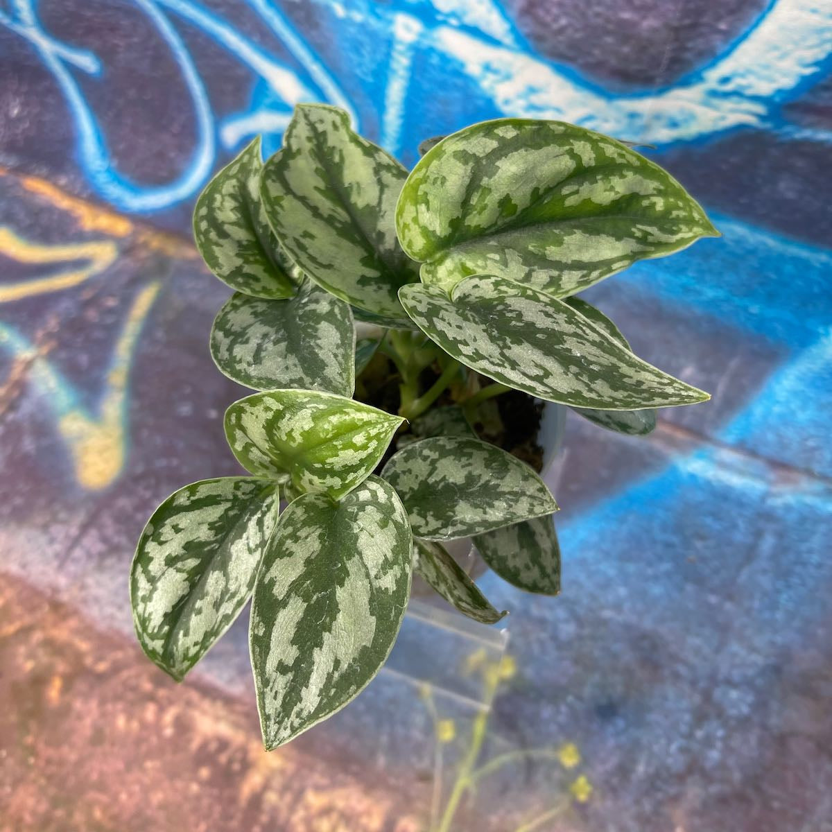 Scindapsus pictus 'Silver Lady' - SCSL000056
