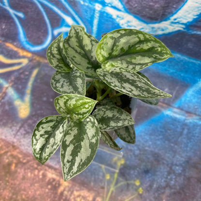 Scindapsus pictus 'Silver Lady' - SCSL000056