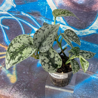 Scindapsus 'Silver Lady' - SCSL000054