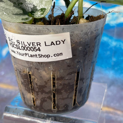 Scindapsus 'Silver Lady' - SCSL000054