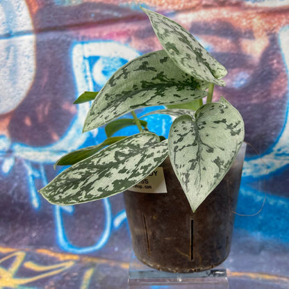 Scindapsus pictus 'Silver Lady' - SCSL000055