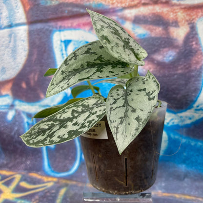 Scindapsus pictus 'Silver Lady' - SCSL000055