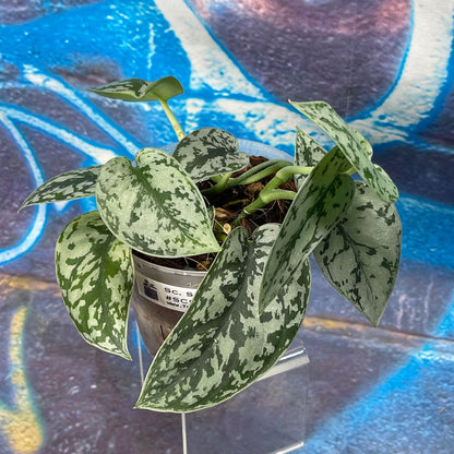 Scindapsus pictus 'Silver Lady' - SCSL000055