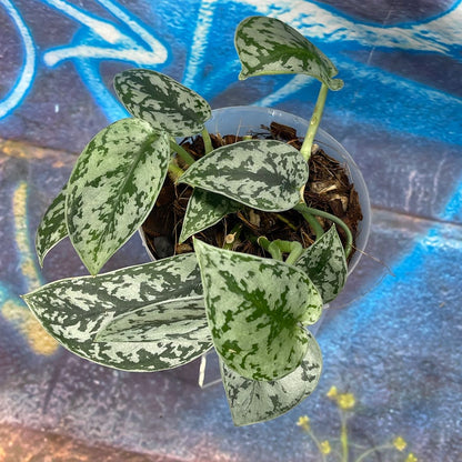 Scindapsus pictus 'Silver Lady' - SCSL000055