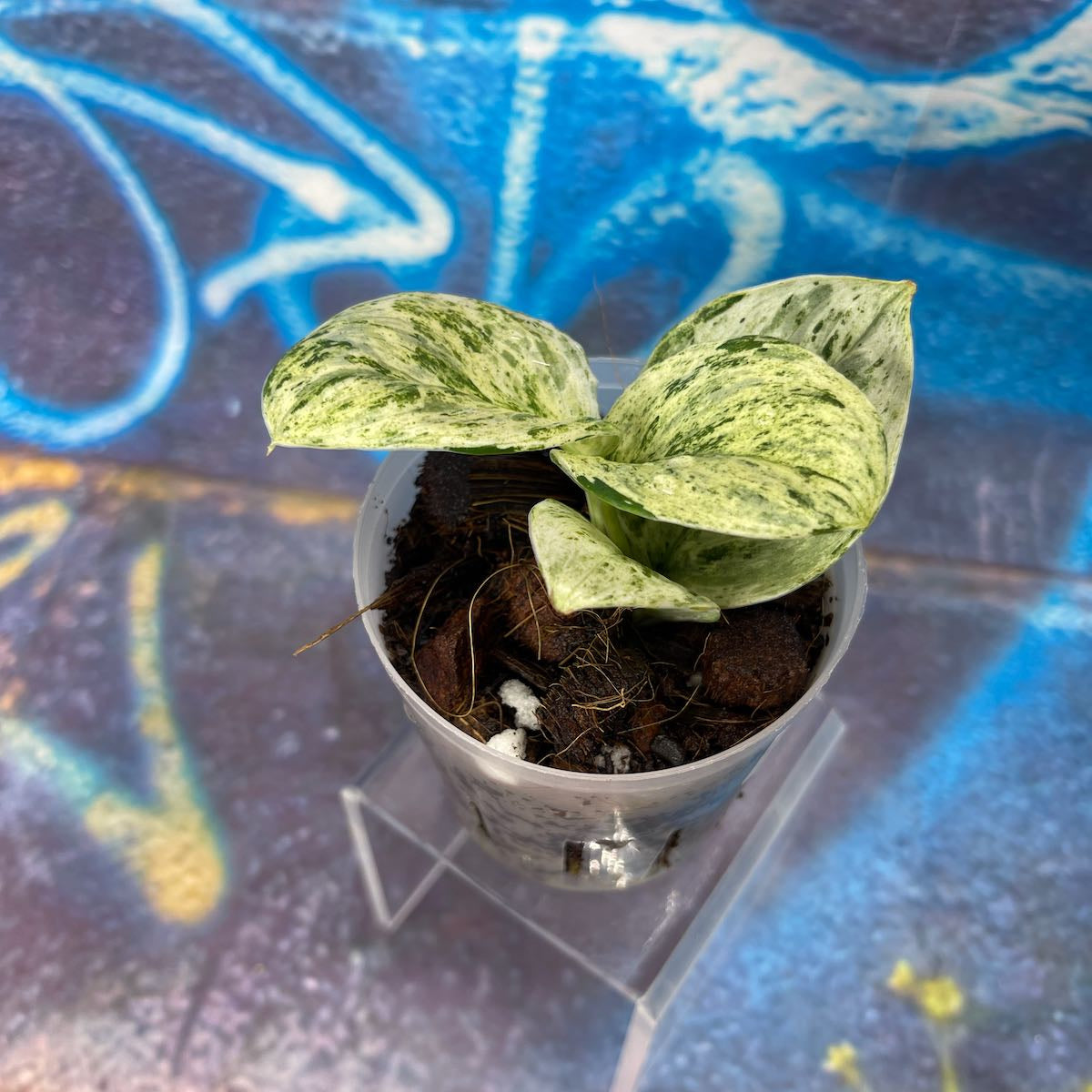 Scindapsus Superstar - #SSUP000015