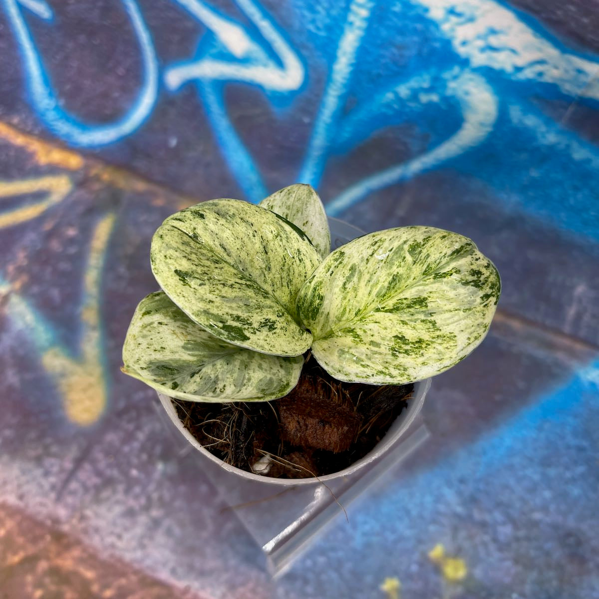 Scindapsus Superstar - #SSUP000015