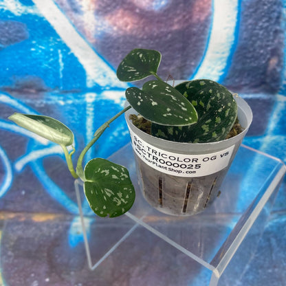 Scindapsus 'Tricolor' (OG version) - SCTR000025