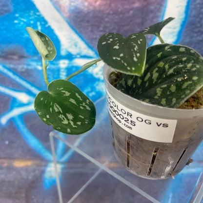 Scindapsus 'Tricolor' (OG version) - SCTR000025