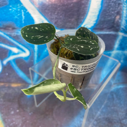 Scindapsus 'Tricolor' (OG version) - SCTR000025