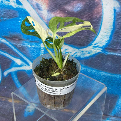 M. adansonii 'Japanese Tricolor' - #MAJT000013