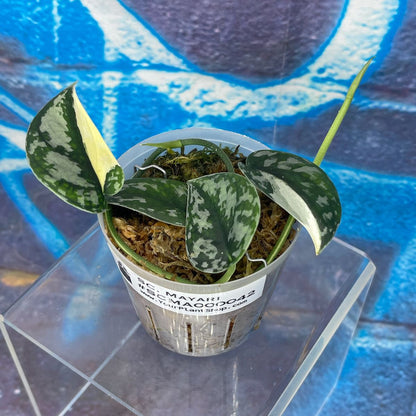 Scindapsus pictus 'Mayari' - SCMA000042