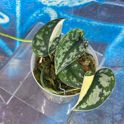Scindapsus pictus 'Mayari' - SCMA000042