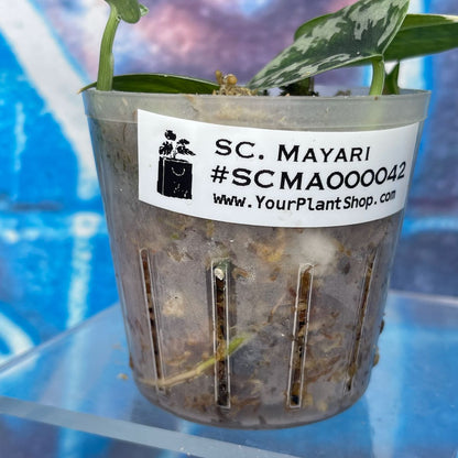 Scindapsus pictus 'Mayari' - SCMA000042