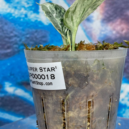 Scindapsus Superstar - #SSUP000018