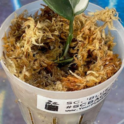 Scindapsus 'Blue Albo' - SCBA000019