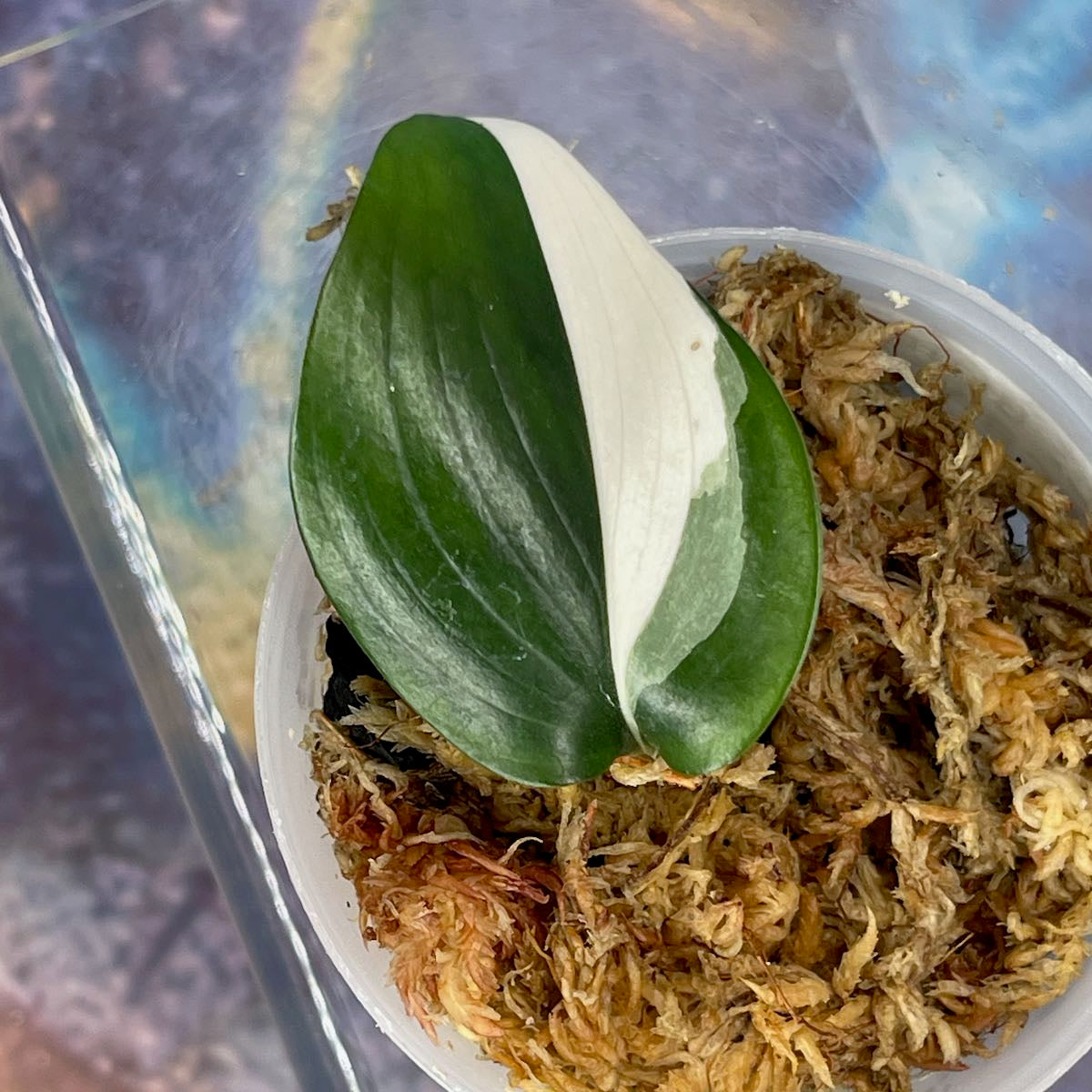 Scindapsus 'Blue Albo' - SCBA000020