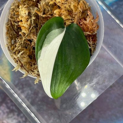 Scindapsus 'Blue Albo' - SCBA000020