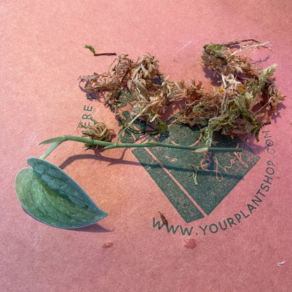Scindapsus 'Frosted Tricolor' - #SCFT000021