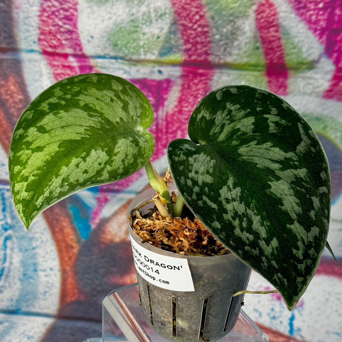 Scindapsus 'Dark Dragon' - #SCDD000014