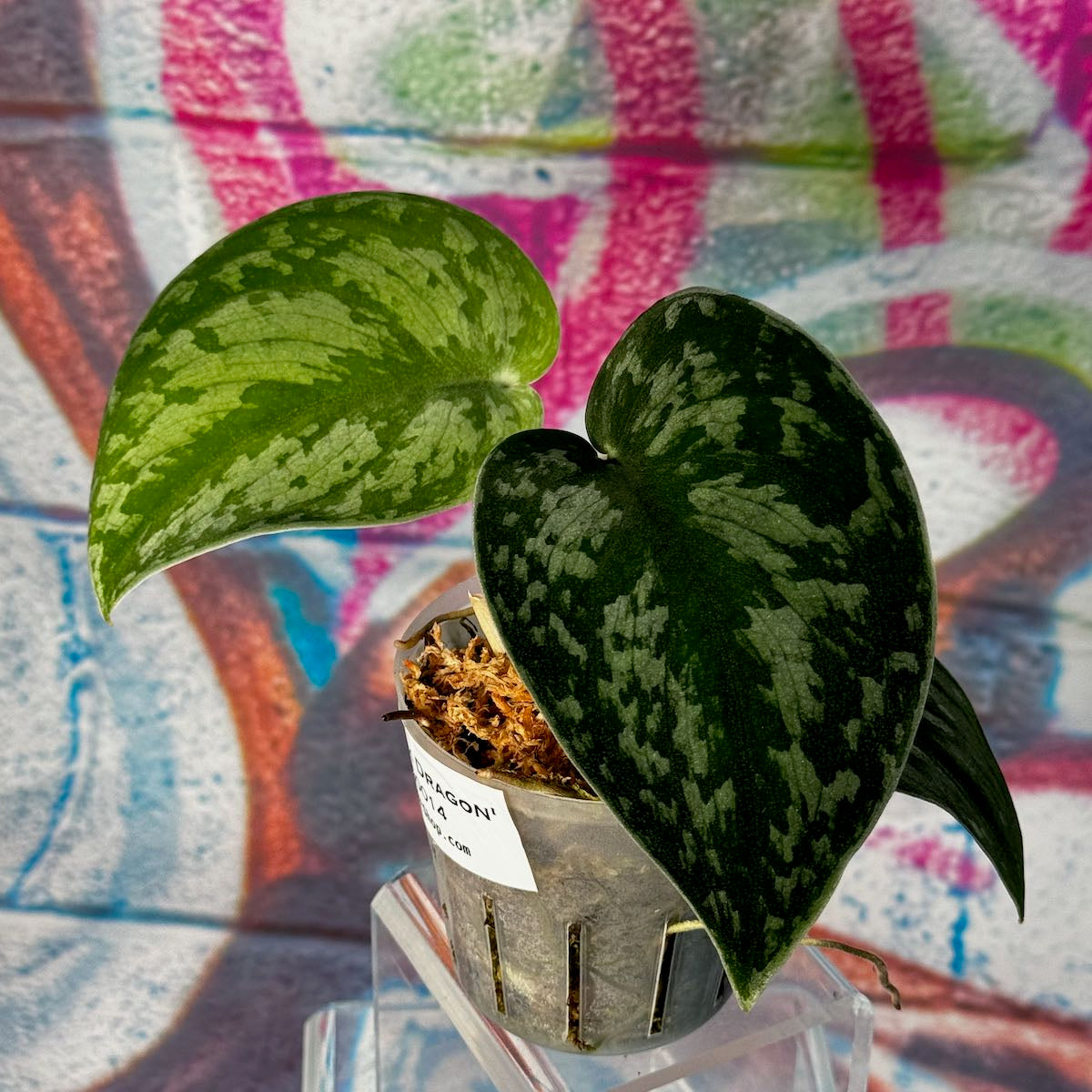Scindapsus 'Dark Dragon' - #SCDD000014