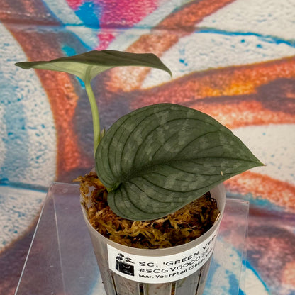 Scindapsus pictus  'Green Veins' - #SCGV000038