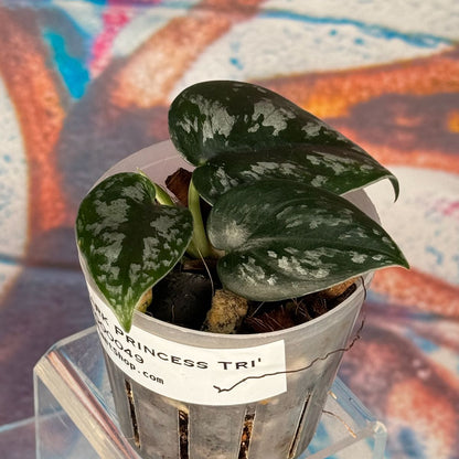 Scindapsus 'Dark Princess Tricolor'/ 'Black Mamba' - SCDP000049