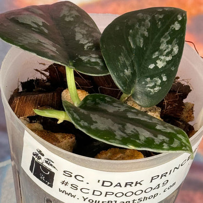 Scindapsus 'Dark Princess Tricolor'/ 'Black Mamba' - SCDP000049