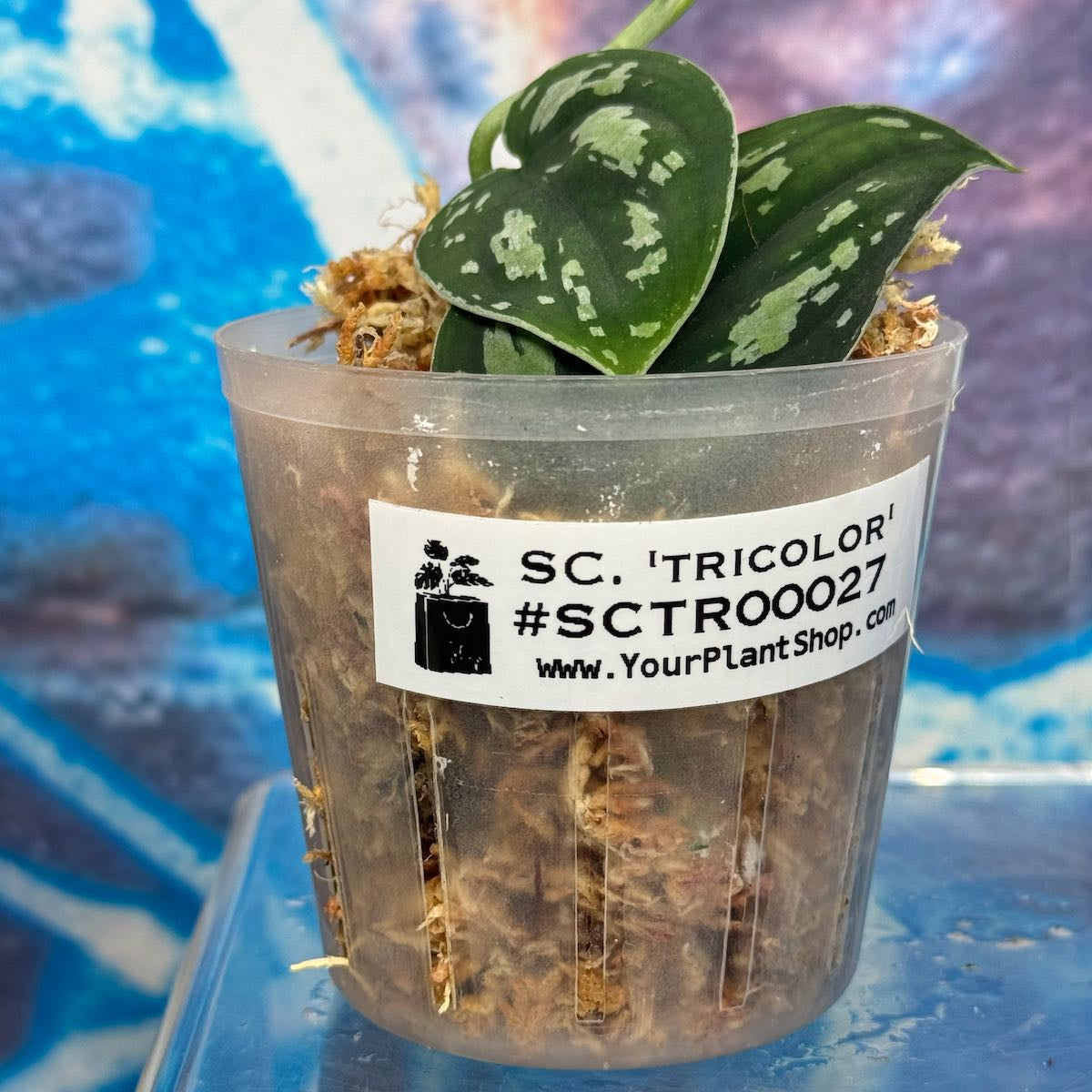 Scindapsus 'Tricolor' (OG version) - SCTR000027
