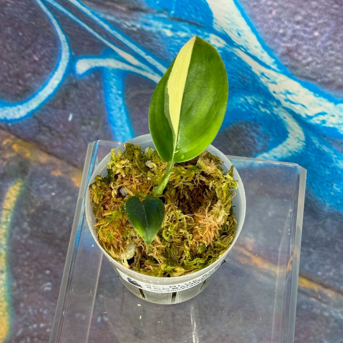 Scindapsus 'Blue Albo' - SCBA000022
