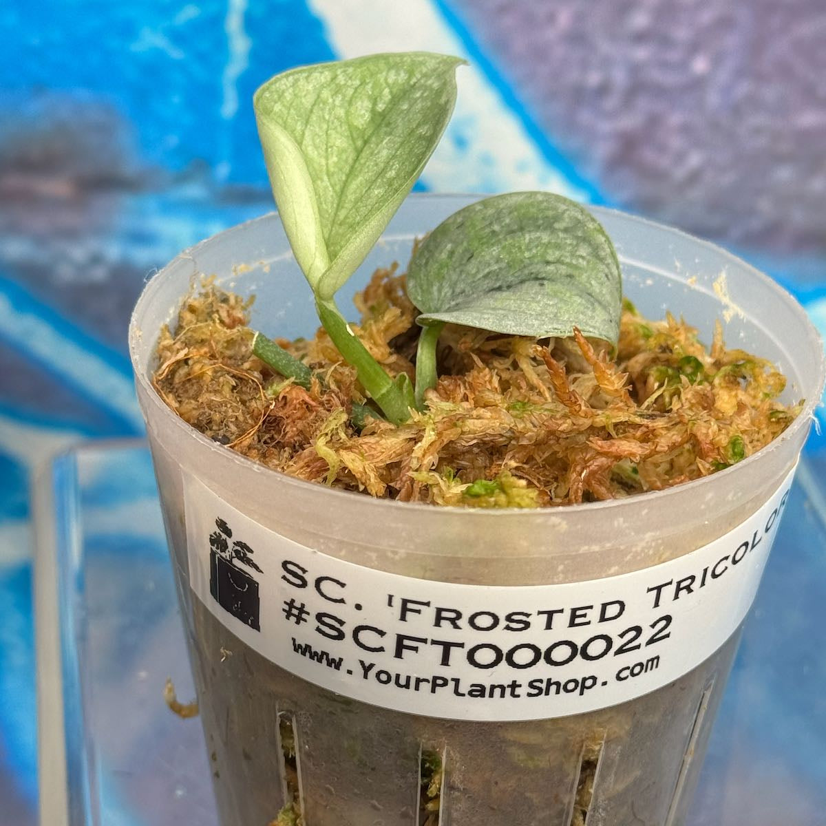 Scindapsus 'Frosted Tricolor' - #SCFT000022